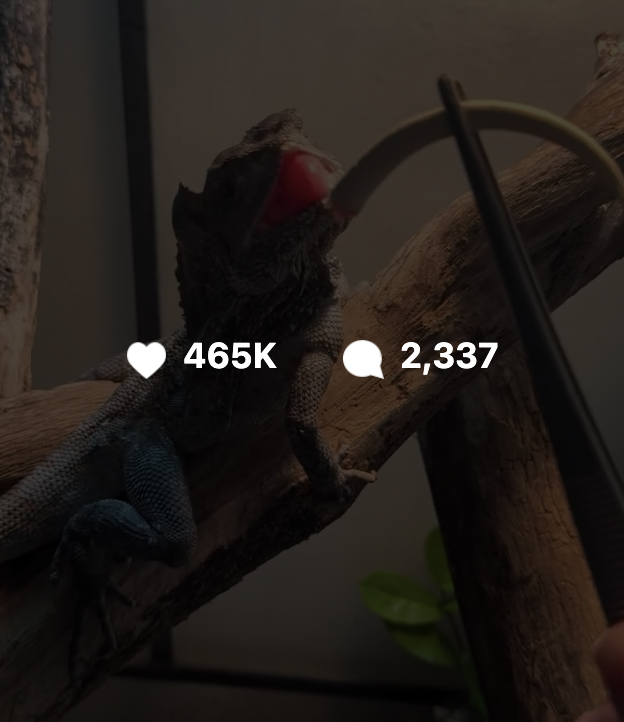 GG Reptiles Instagram post with 465K likes
