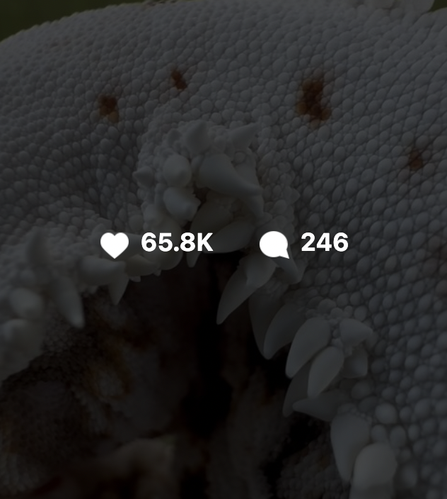 GG Reptiles Instagram post with 65.8K likes